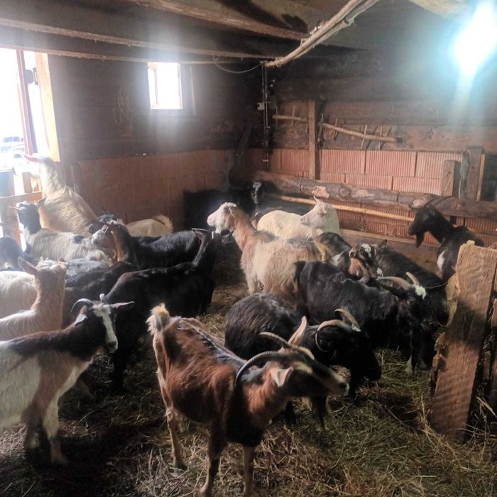 Vând iezi și capre gestante | Pret negociabil