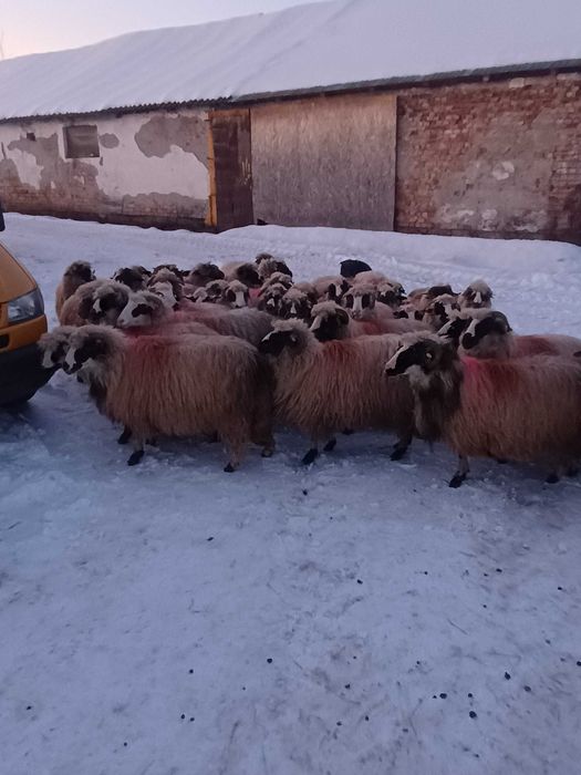 Oi gestante tinere și selectate