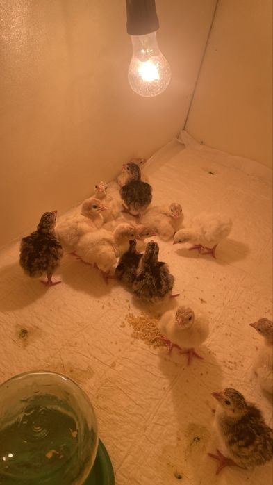 Продам индюшат домашних