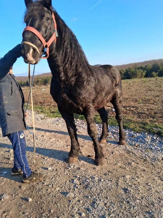 De vânzare un armăsar