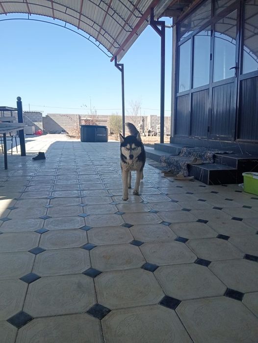 Хаски күшігі пародистый