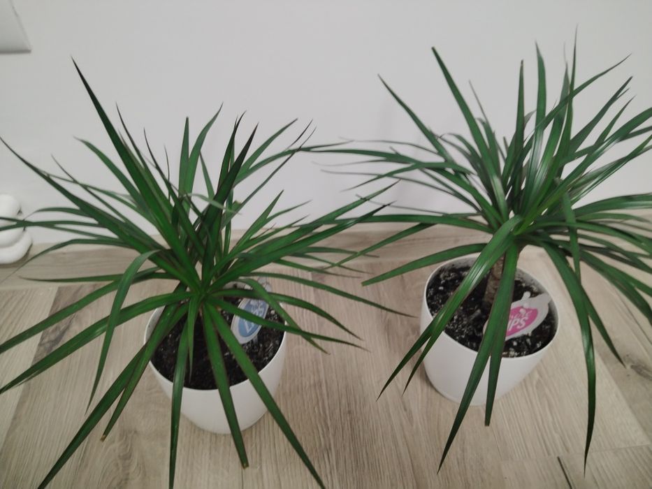 Vând dracena -copac ornamental