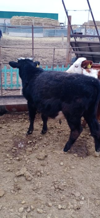 Баспақтар сатылады