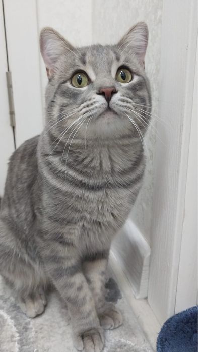 Отдам кота бесплатно