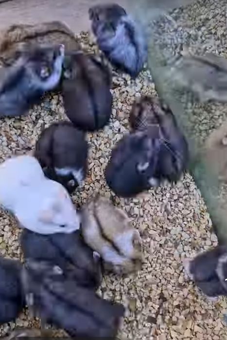 Vând hamsteri pitici