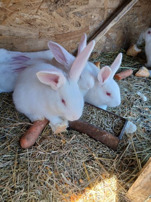 Vand iepurasi ,dambovita