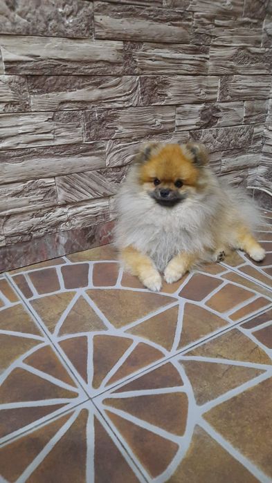 Вязка шпица померанский