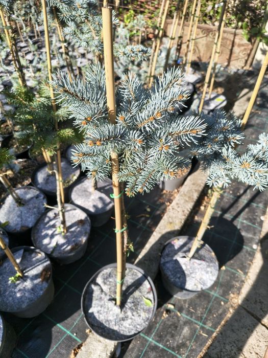 De vânzare plante ornamentale