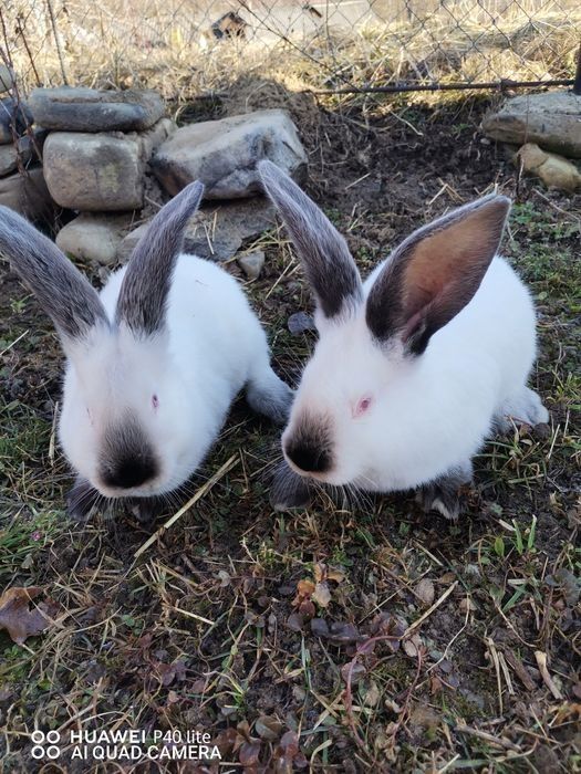 Vând iepuri de la 2 la 5 luni