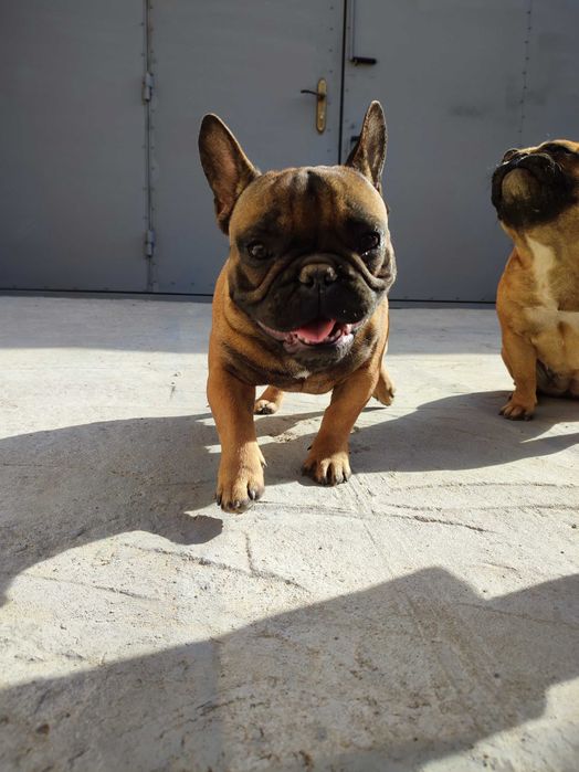 Мальчик Французского бульдога