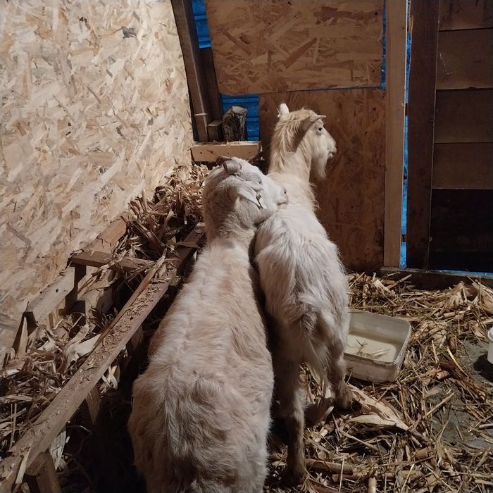 Vand sau schimb 2 capre gestante pe o oaie gestanta