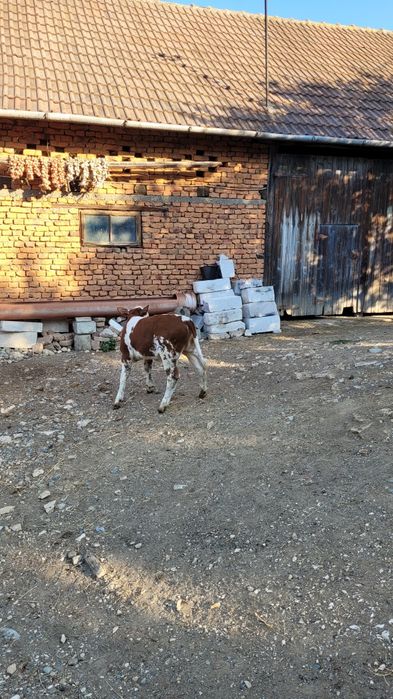 Vaca tanara gestanta  cu tot cu vitea la pachet