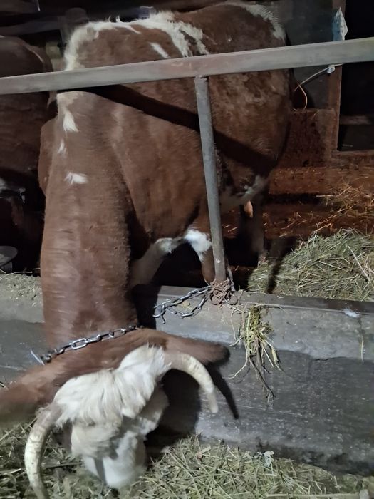 Vand vaci baltata romanesc