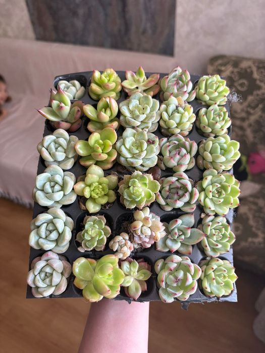 В продаже Суккуленты