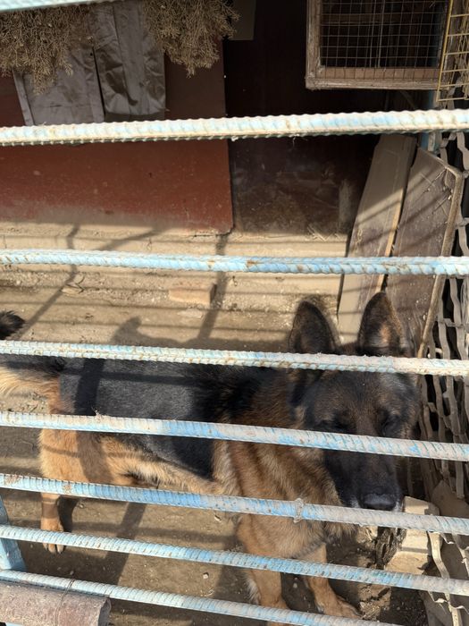 Продам овчарку в хорошие руки