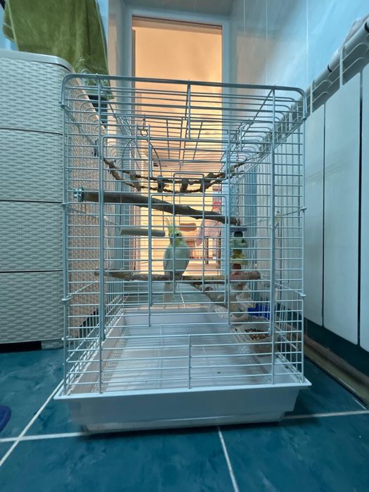 Продаётся папугай(корелло)