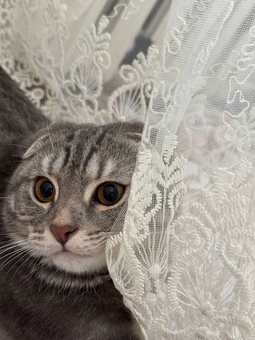 Продам шотландского вислоухого котика