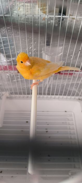 Продаётся Канарейка