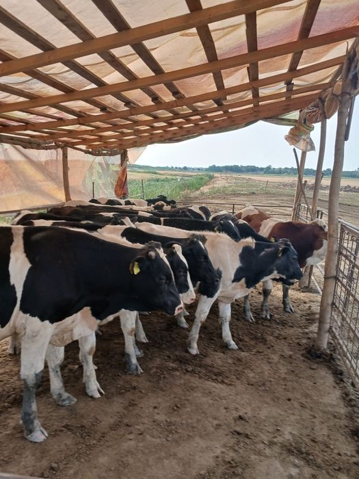Vitei de carne  taurasi ne încărcați