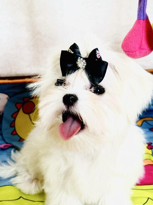 Щеночки мальтезе беби фейс