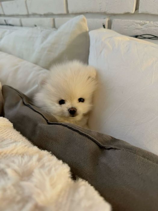 Щенки  шпица  на  бронь