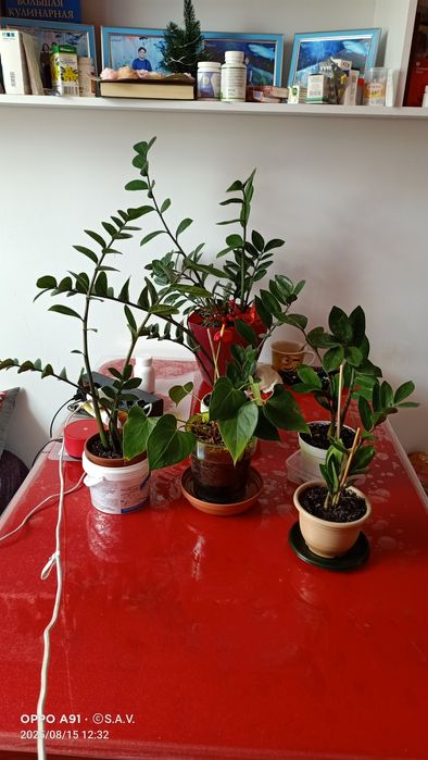 Дорогие друзья! Продаю свои любимые цветы.