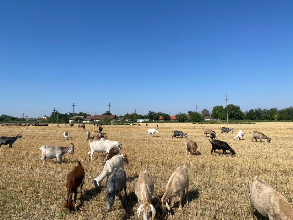 Oi de vanzare oi românești și capre toate la un loc