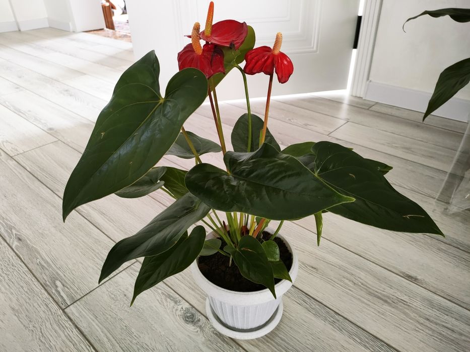 Комнатные цветы. Доставка