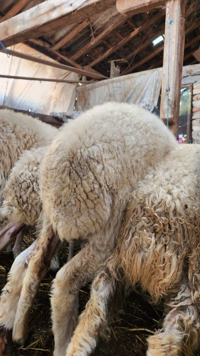 Vând 5 berbecuti assaf