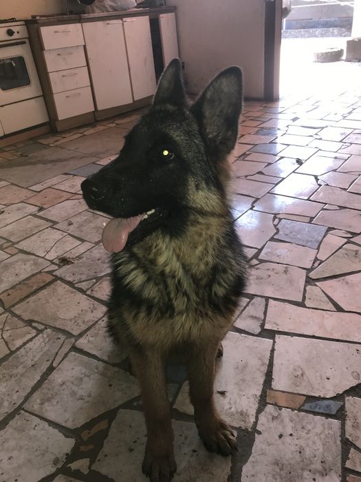 Немецкая овчарка