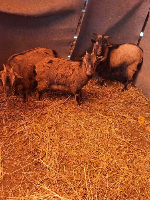 Capre pitici de vanzare!