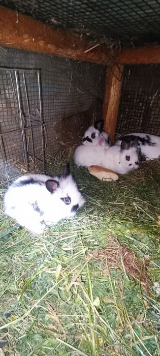 Iepuri pui o lună mini cap de leu pitic