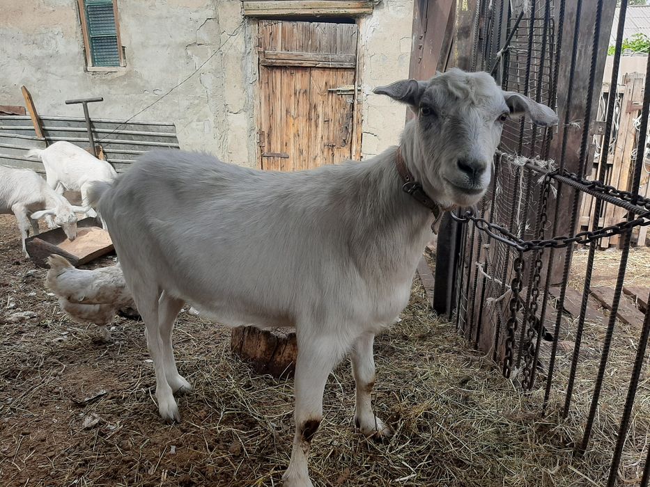 Продам козье молоко