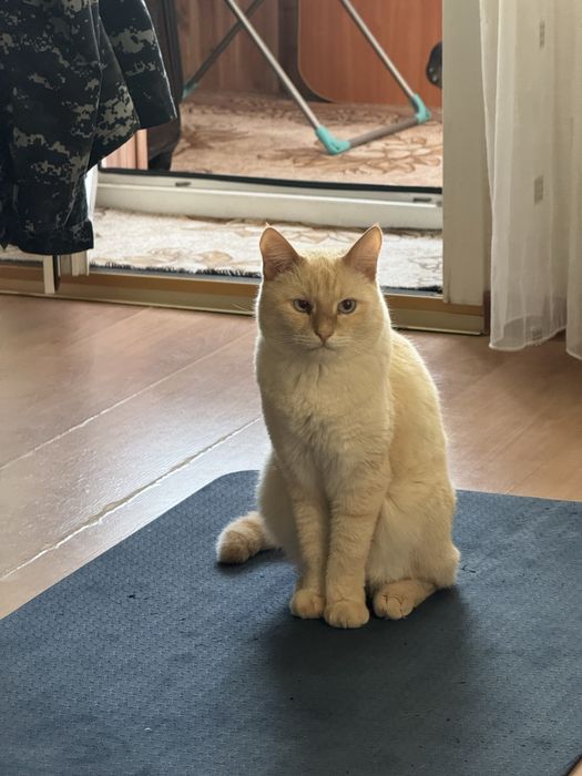 Отдам Кота в ОЧЕНННЬ добрые руки
