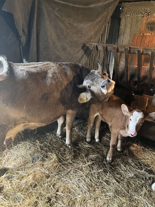 Vand o vaca cu vitel