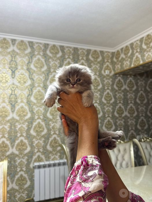 Котёнок на продажу