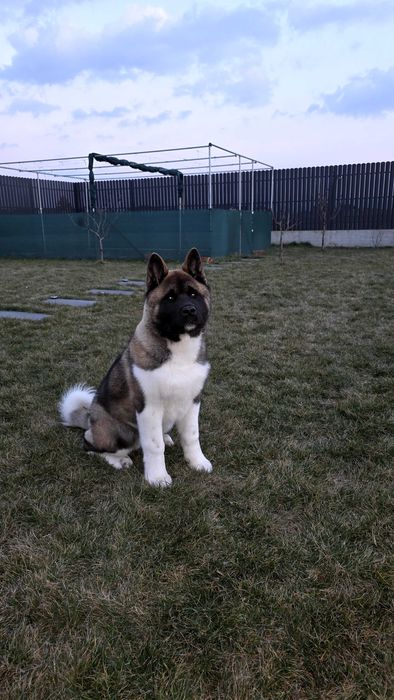 Akita American Mascul Pedigree