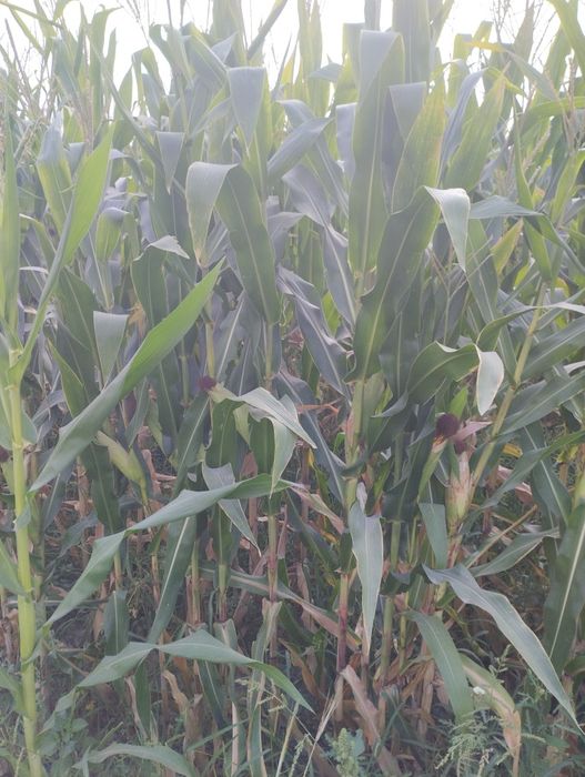 Makka selos 50 gektar