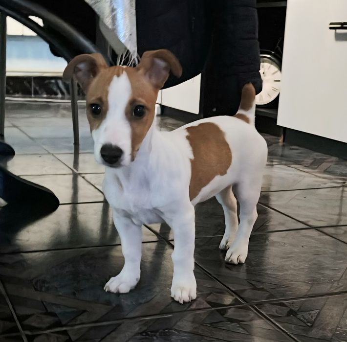 Продавам Джак ръсел