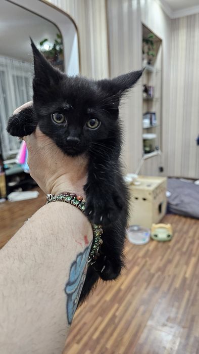 Красивые котята на половину Мейн-кун
