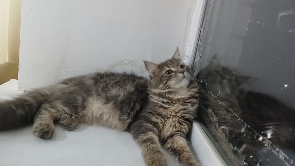 Продам кота мей кун
