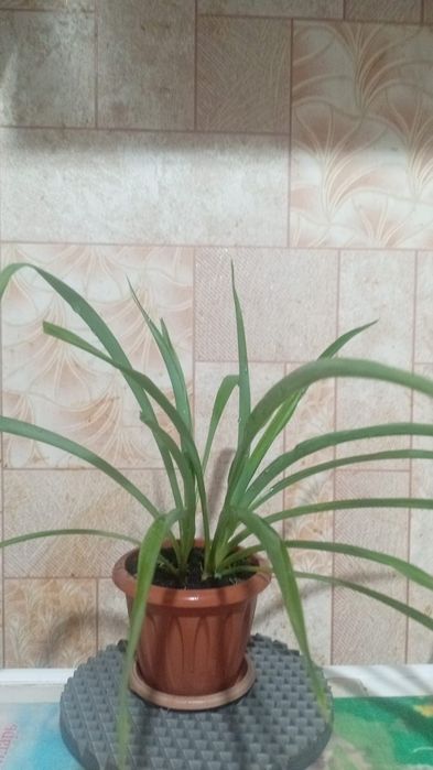 Любимые домашние друзья