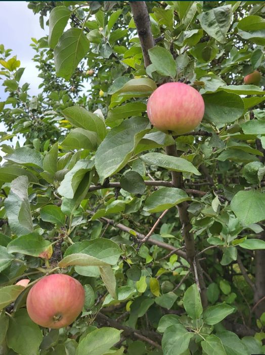 Продам Дача ПК ГОРНЯК