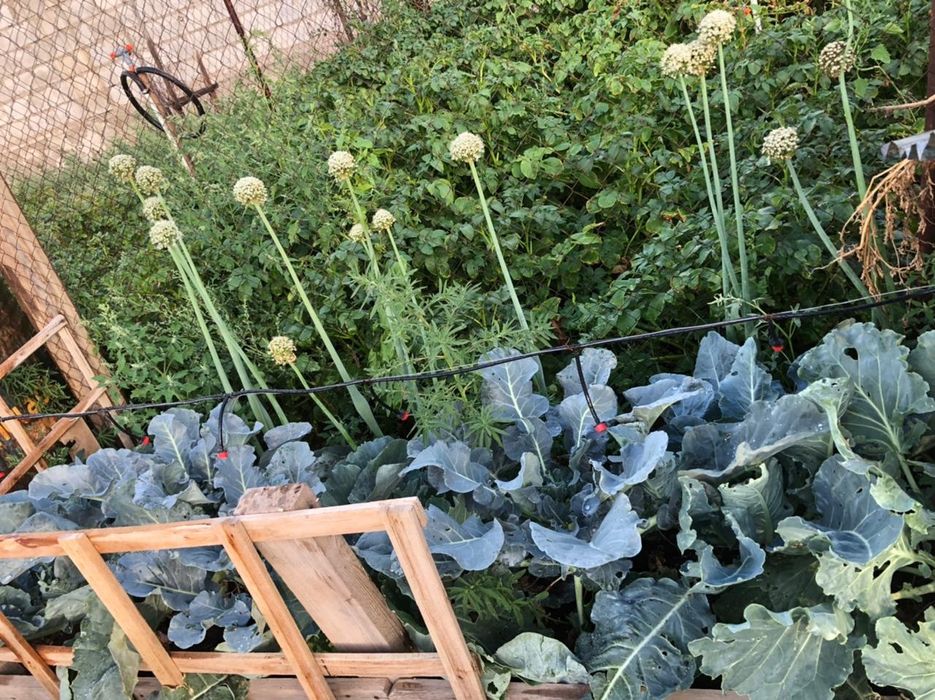 Автопрома с таймером