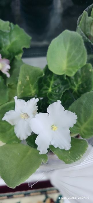 Продаются фиалки