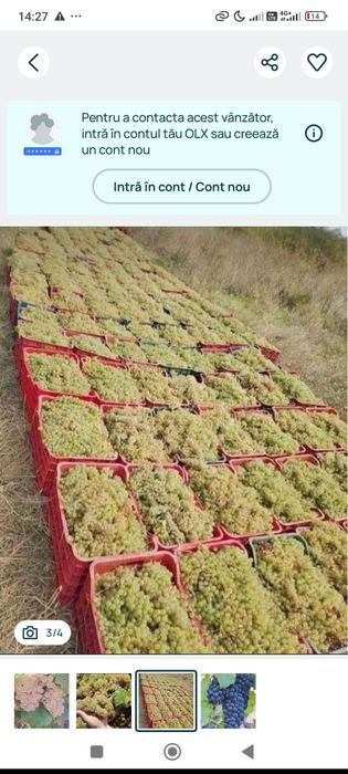 Vând struguri de vin alb și negru
