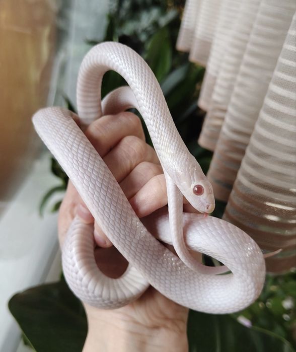 Змеи разные виды