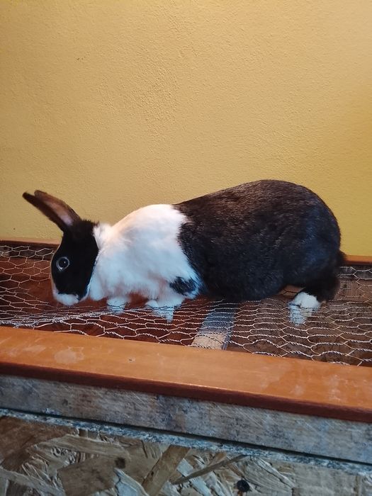 Iepure hycole francez femelă