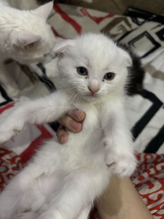 Вислоухий котенок