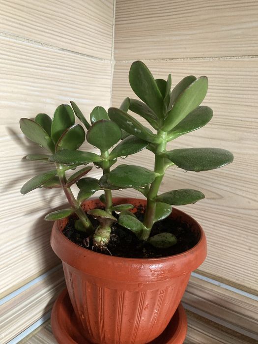 Продам комнатный цветок Толстянка